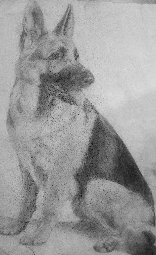 German Shepherd
