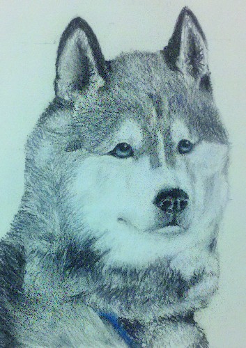 Siberian Husky Dog