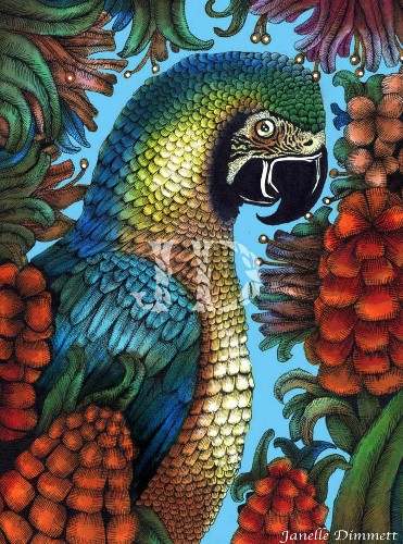 Parrot Drawing (Macaw)