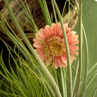 Real Daisy Ring